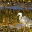 Hybride Aigrette garzette x des récifs